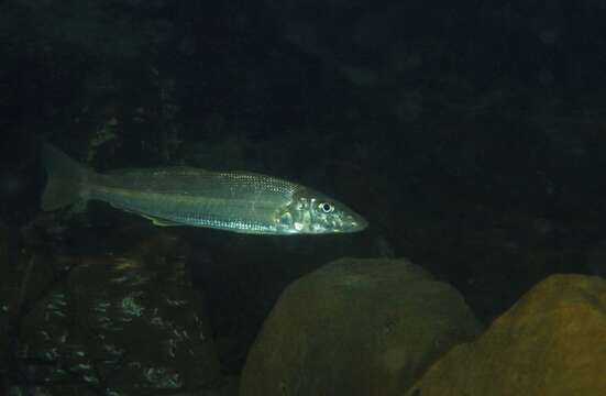 Image of Yellowfin whiting