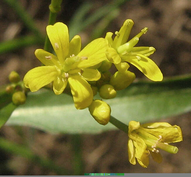 Image of Rorippa fluviatilis (E. Mey. ex Sond.) Thell.