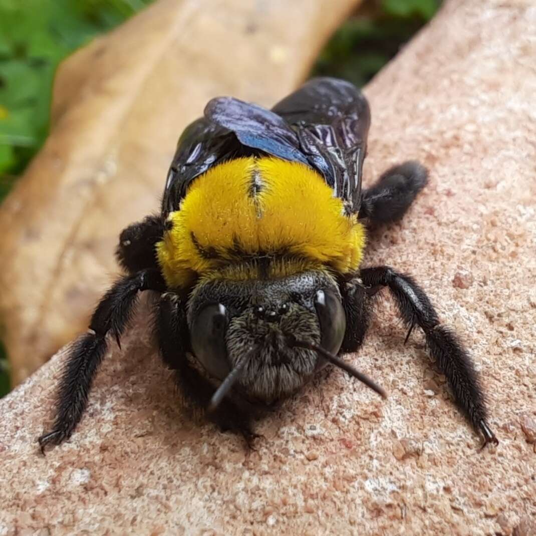 Image of Xylocopa minor Maidl 1912