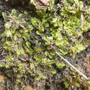 Image of Gongylanthus ericetorum (Raddi) Nees