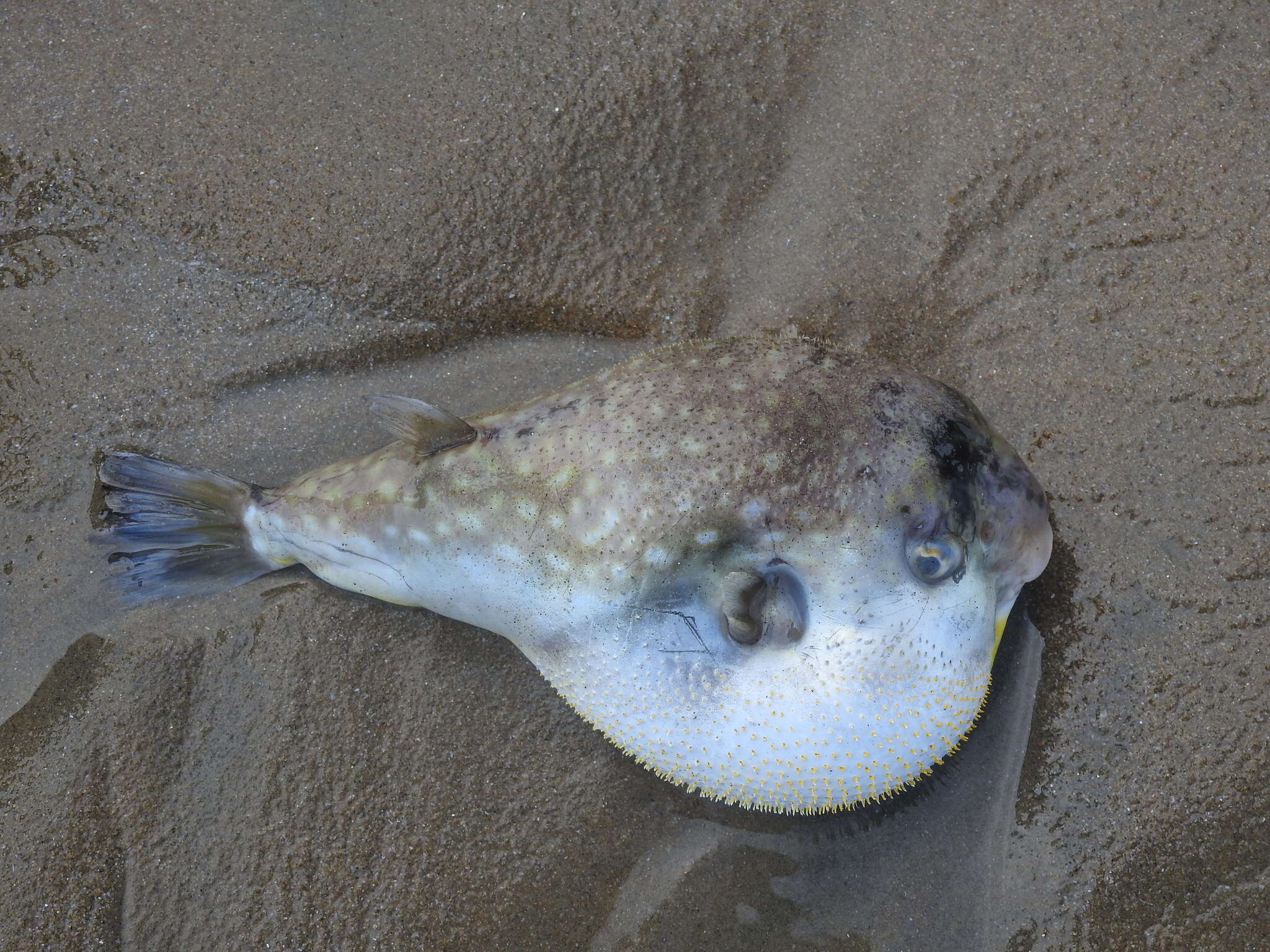 Image of Gangetic pufferfish