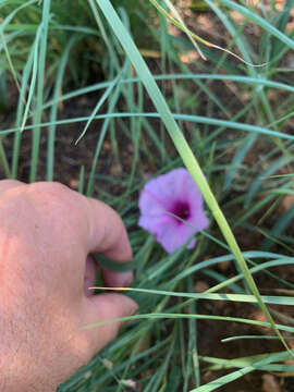 Слика од Ipomoea bolusiana Schinz