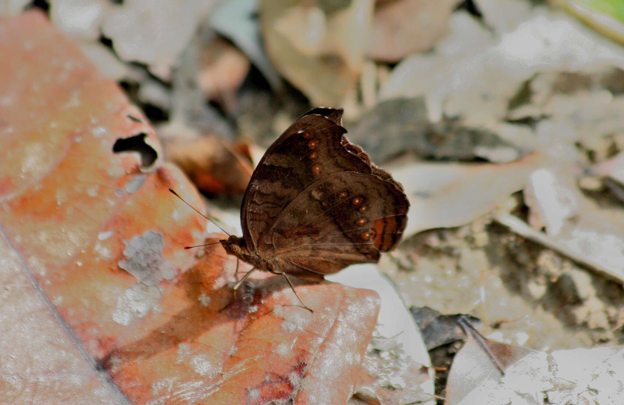 Image of Junonia hedonia Linnaeus 1764