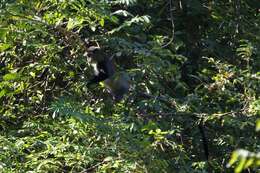 Image of Cercopithecus mitis moloneyi Sclater 1893