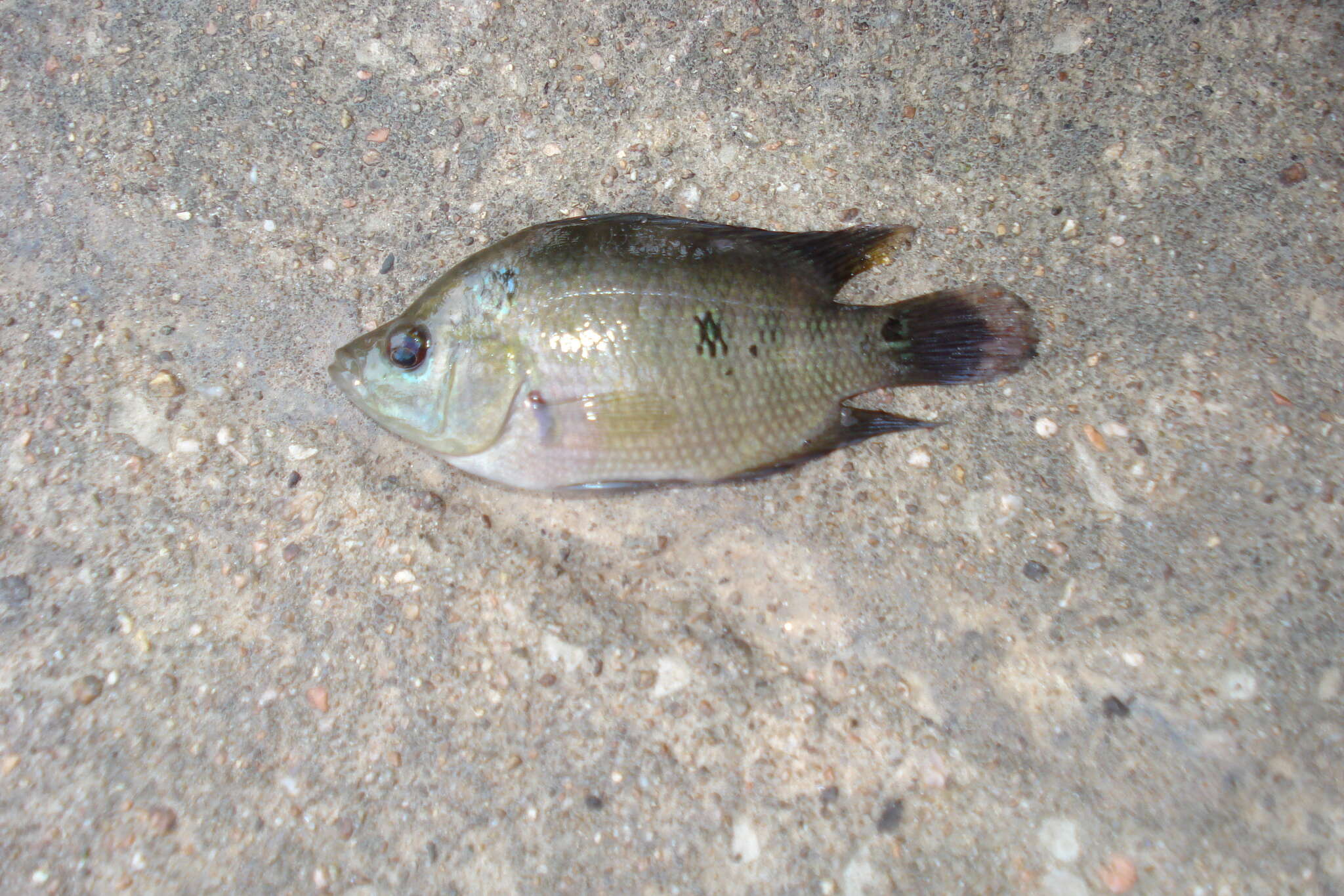 Cichlasoma trimaculatum (Günther 1867) resmi