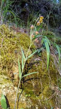 Image of Butte County fritillary