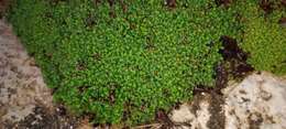 Image of Limonium minutum (L.) Chaz.