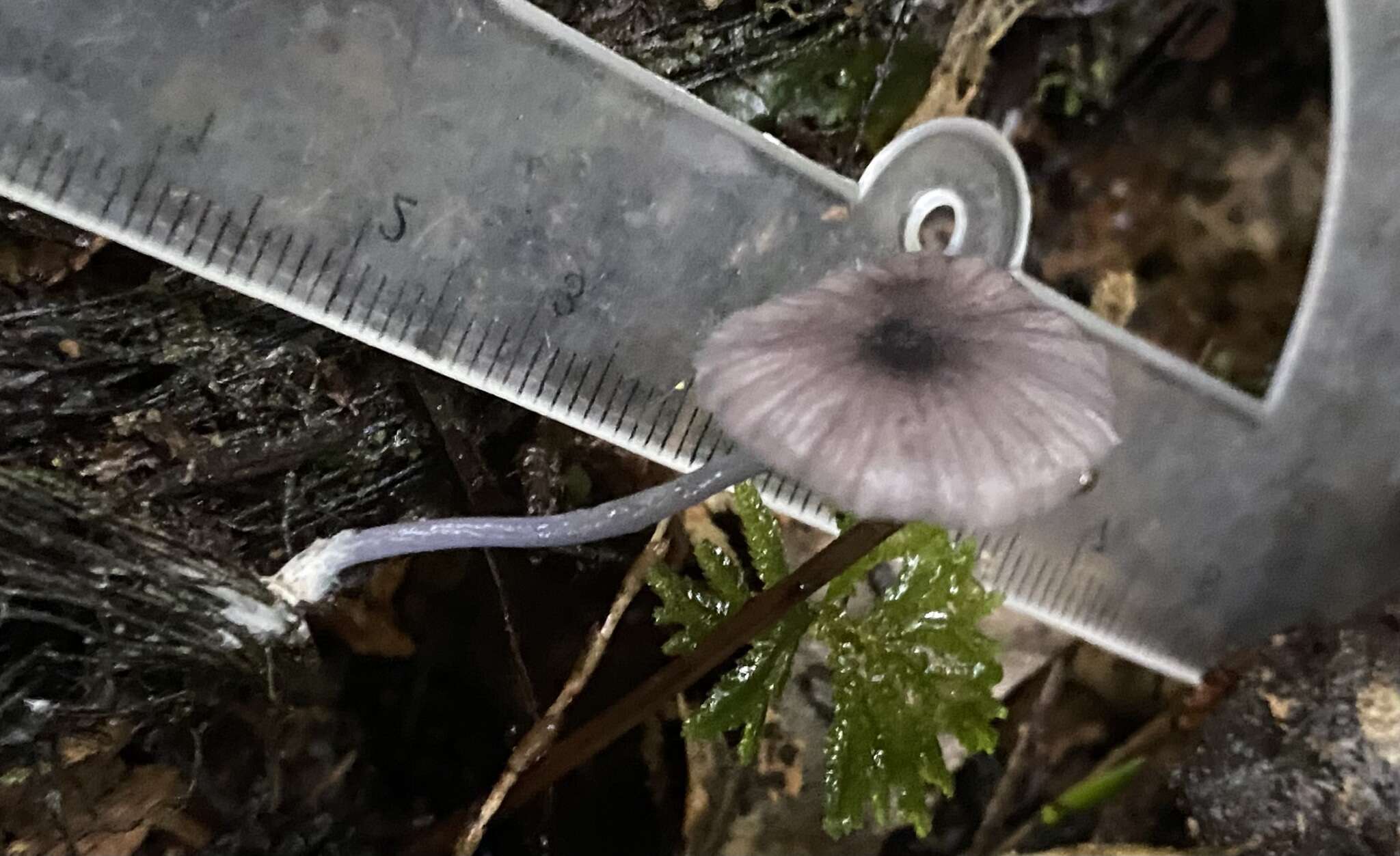 Image of Entoloma asprelloides G. Stev. 1962