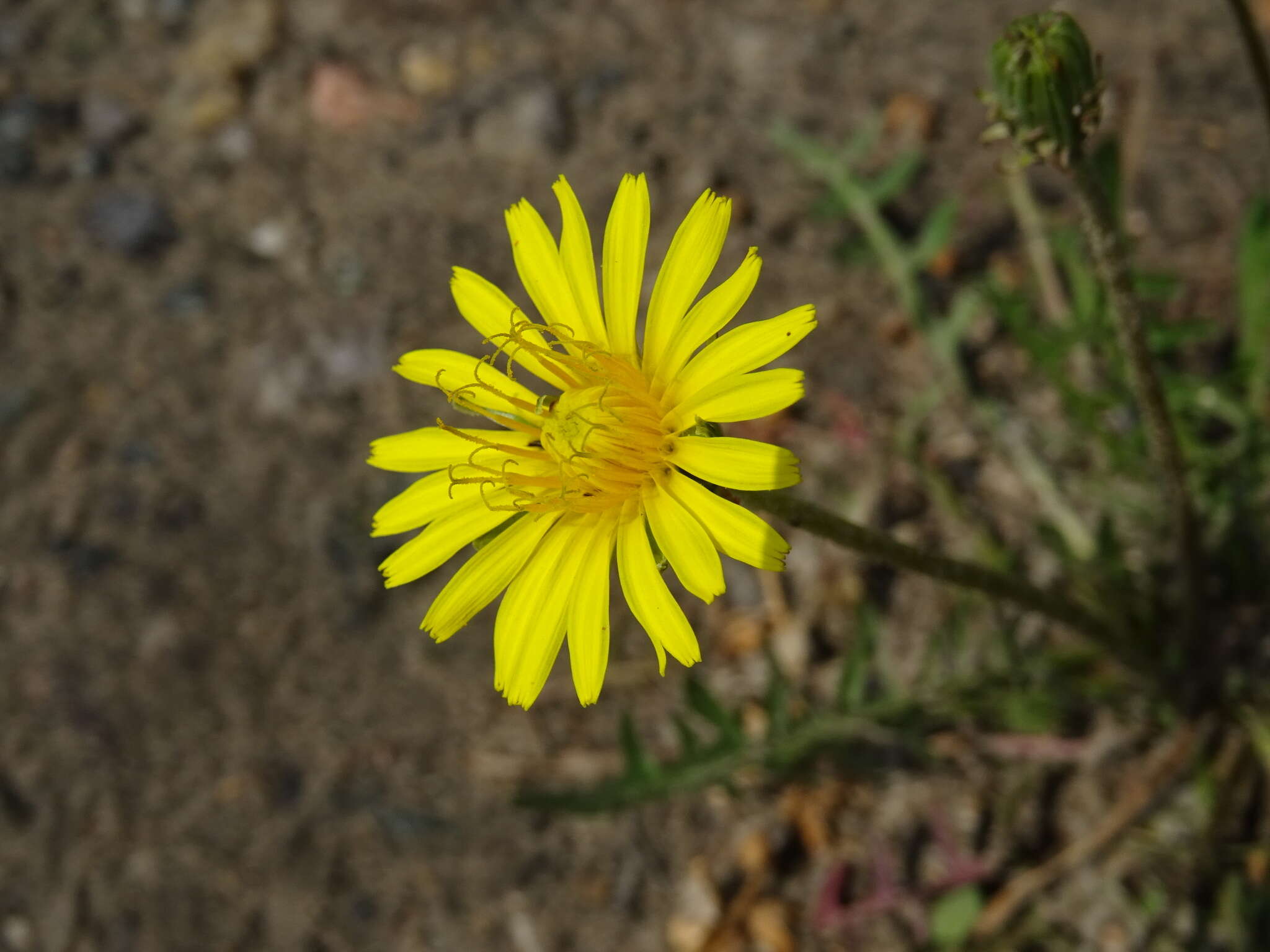 Image of Taraxacum scariosum (Tausch) Kirschner