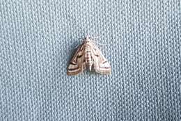 Image of Chestnut-marked Pondweed Moth