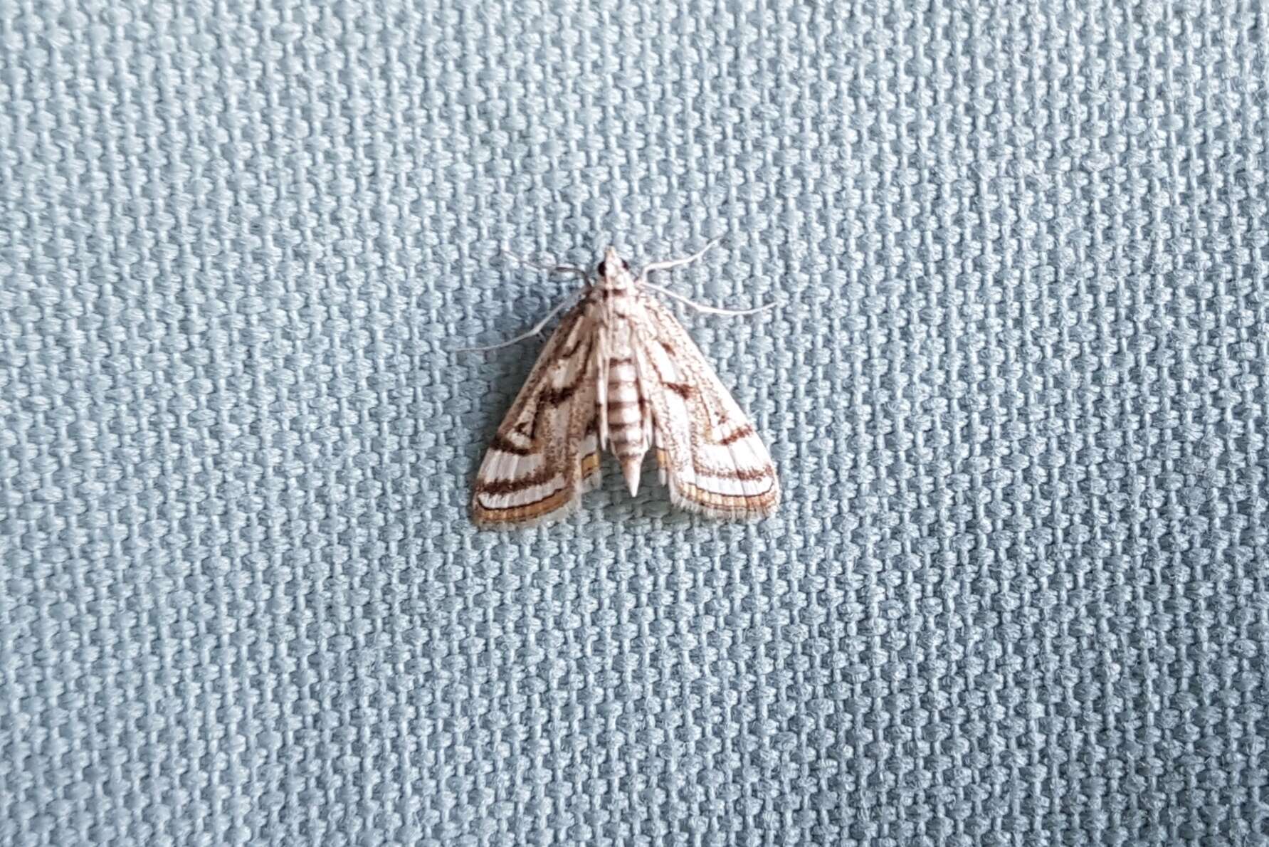 Image of Chestnut-marked Pondweed Moth