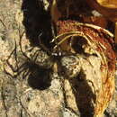 Image of Cryptachaea rupicola (Emerton 1882)