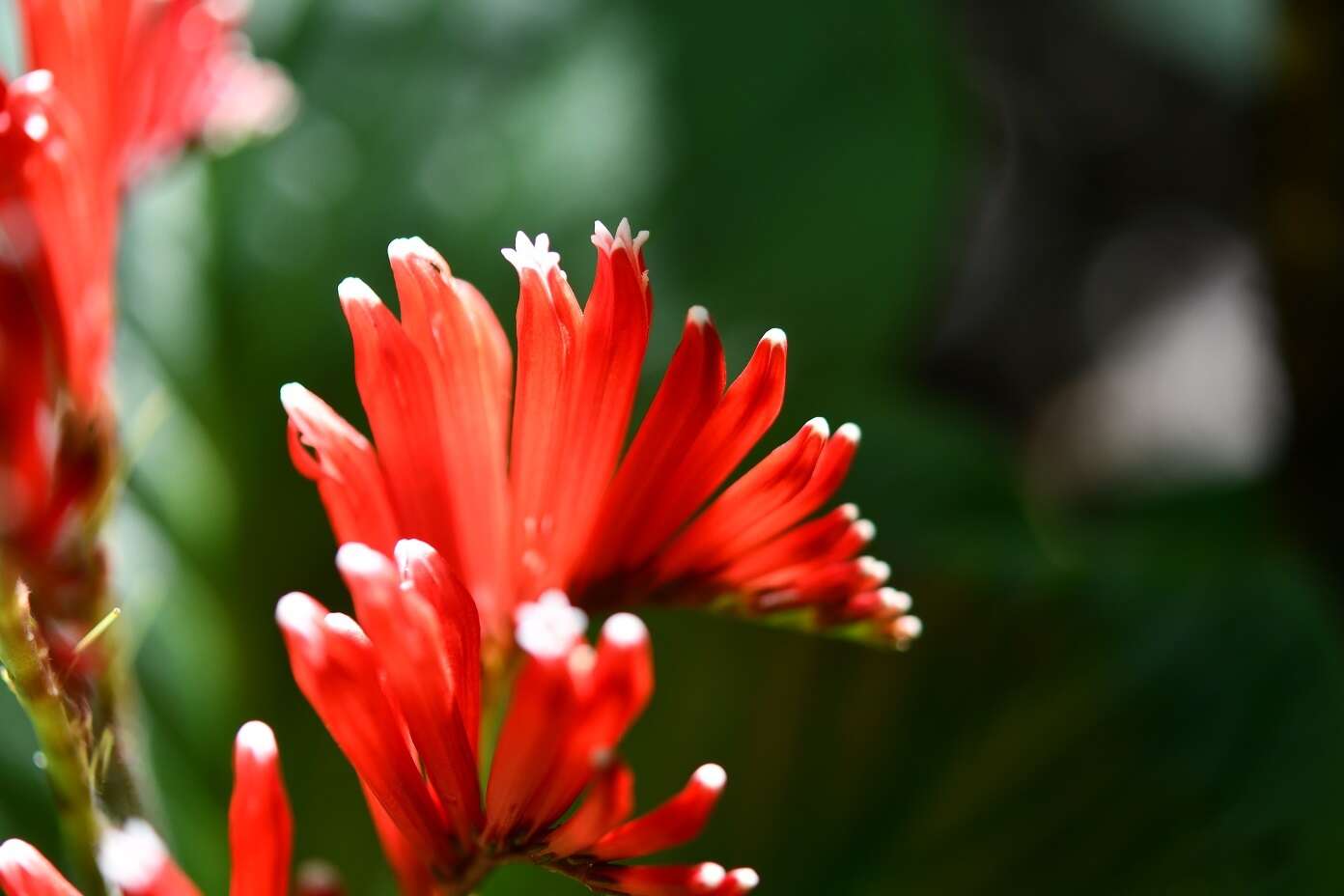 Imagem de Spigelia splendens H. Wendl. ex Hook.