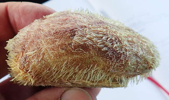 Image of delicate heart sea urchin