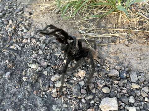 Image of Aphonopelma gabeli Smith 1995