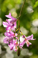 Image of Laelia eyermaniana Rchb. fil.