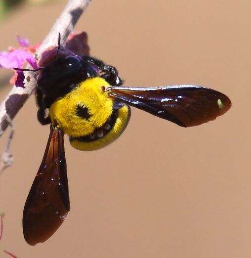 Imagem de Xylocopa calens Lepeletier 1841