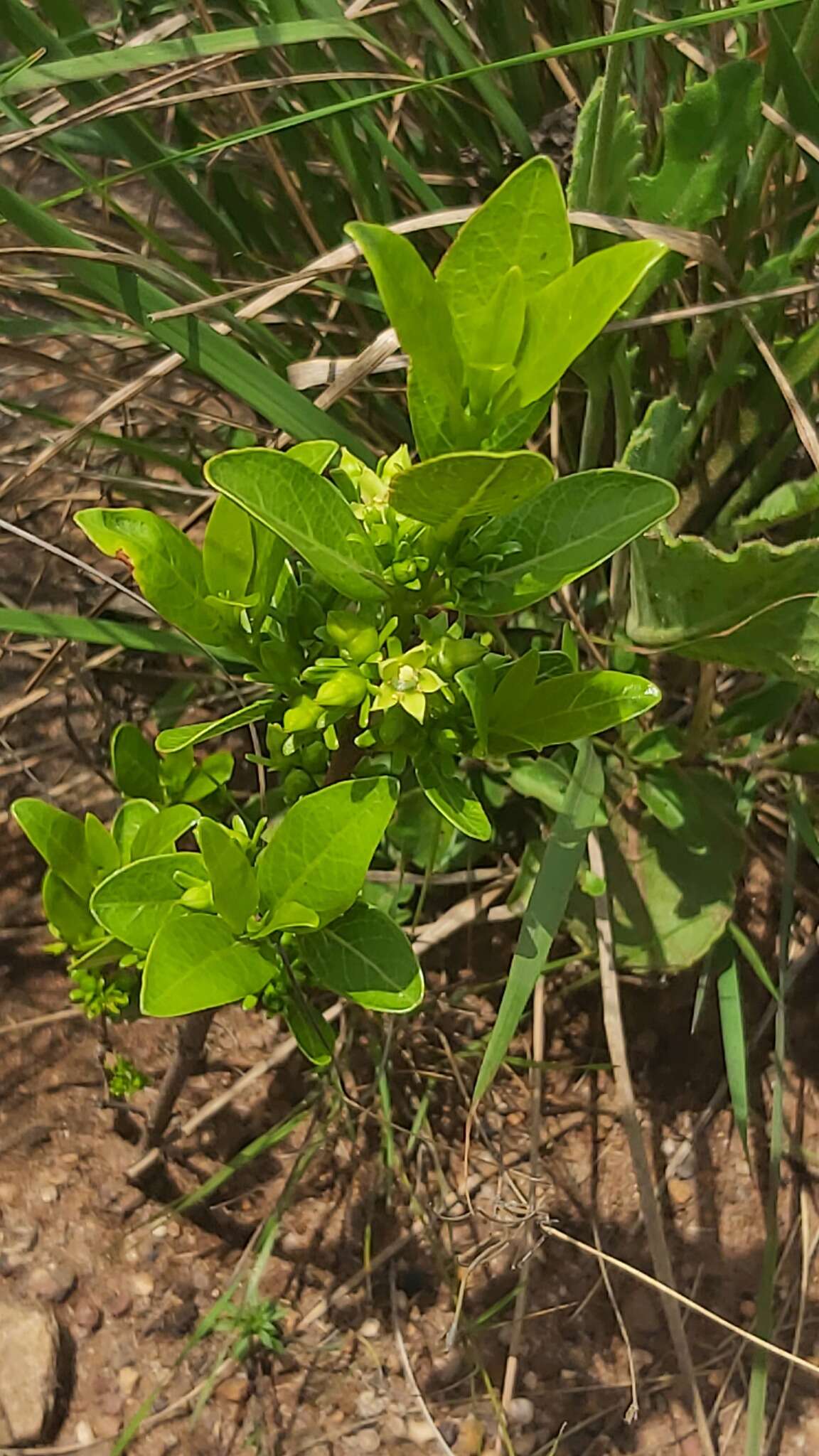 Image of Vangueria venosa (Hochst.) Sond.