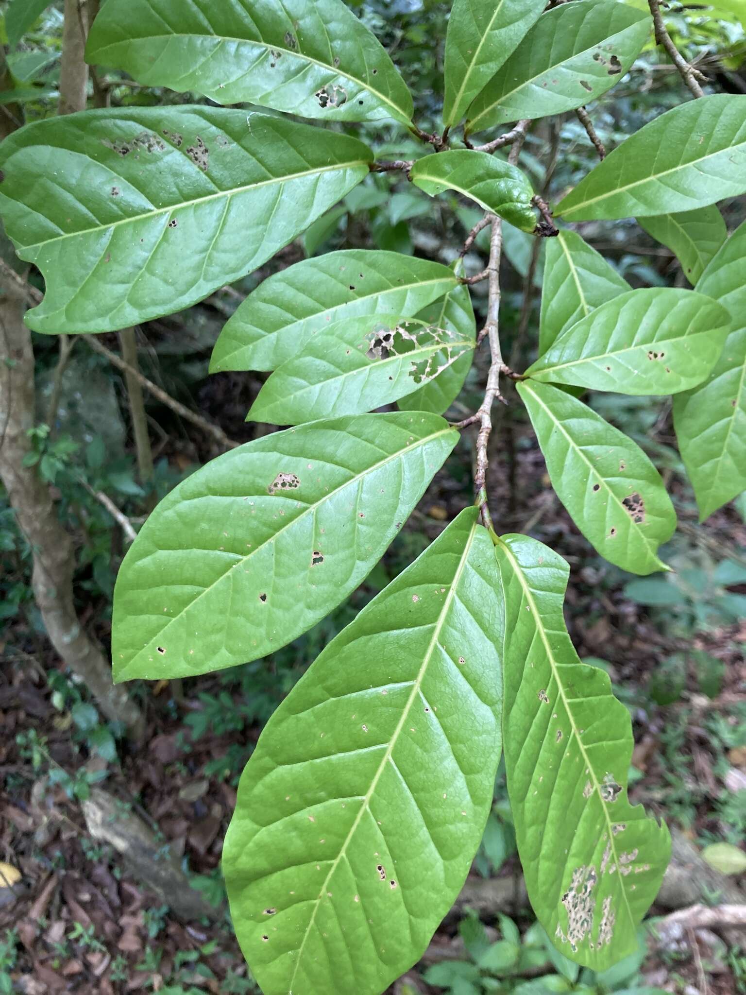 Image of false chiggergrape