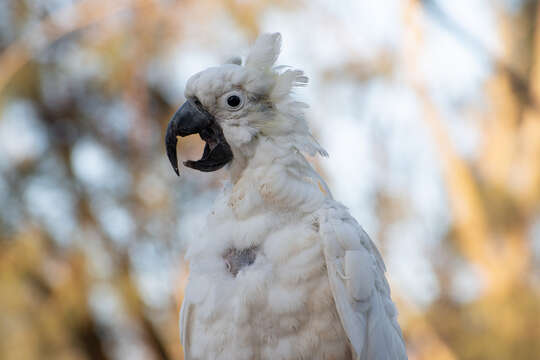 Image of Beak and feather disease virus