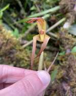 Image of Maxillaria pachyacron Schltr.