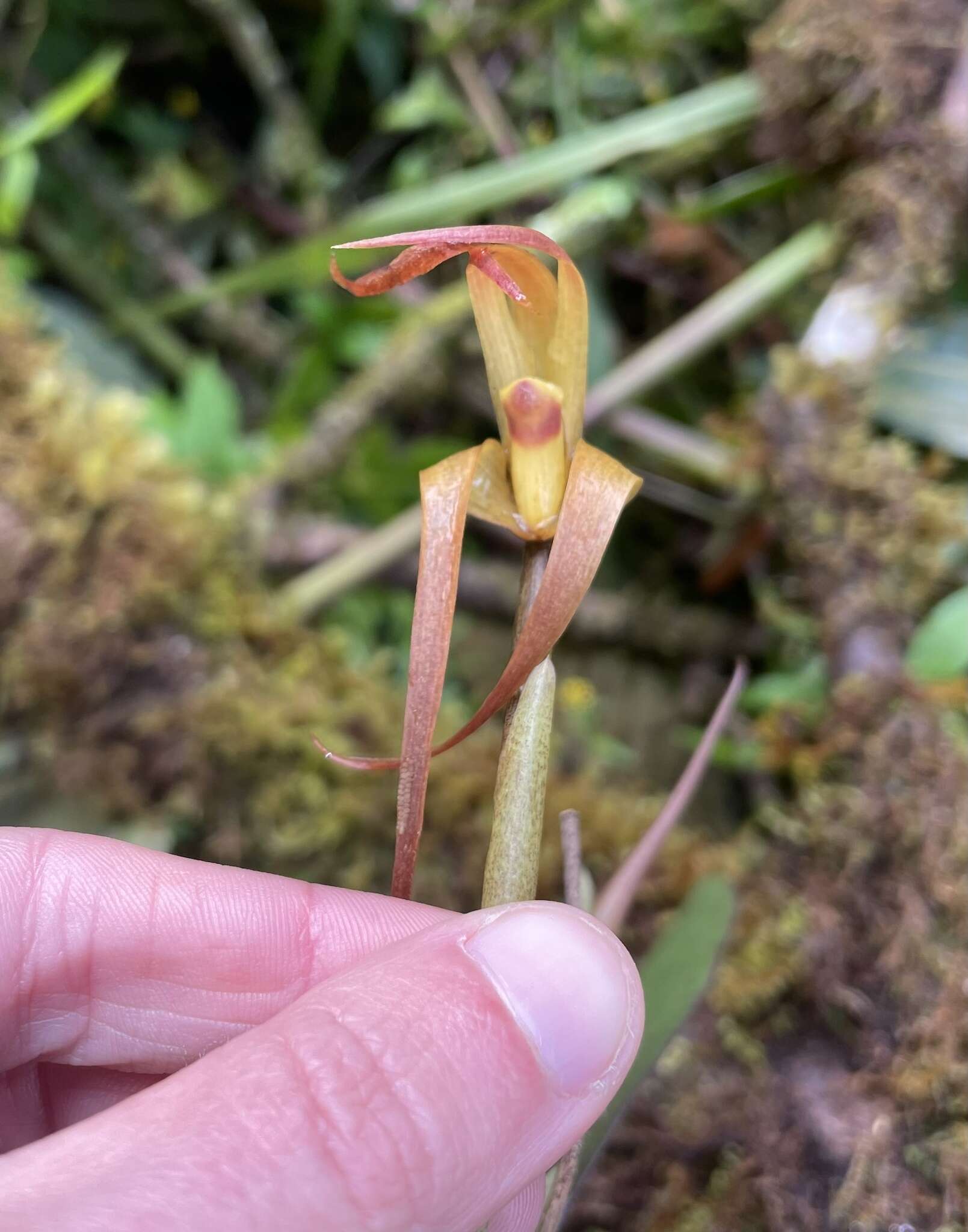 Image of Maxillaria pachyacron Schltr.