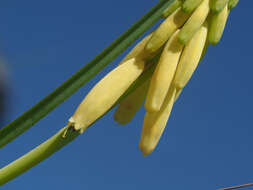 Image of Kniphofia fibrosa Baker