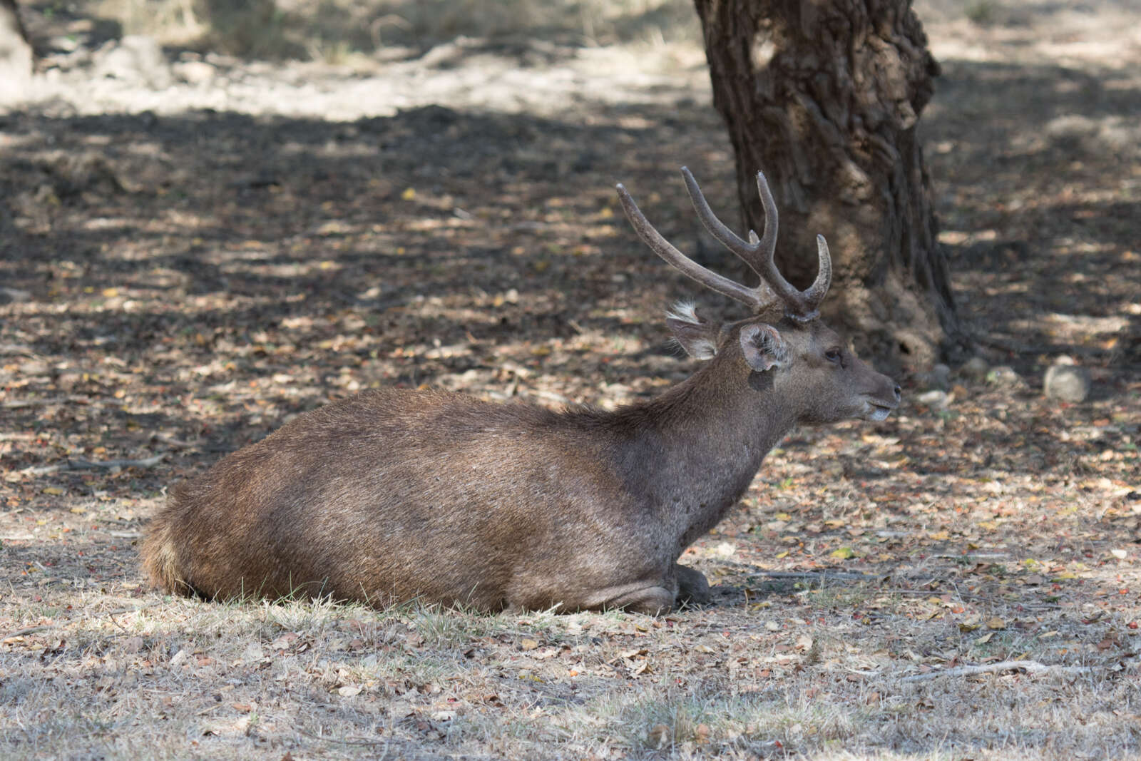 Image of Javan Deer