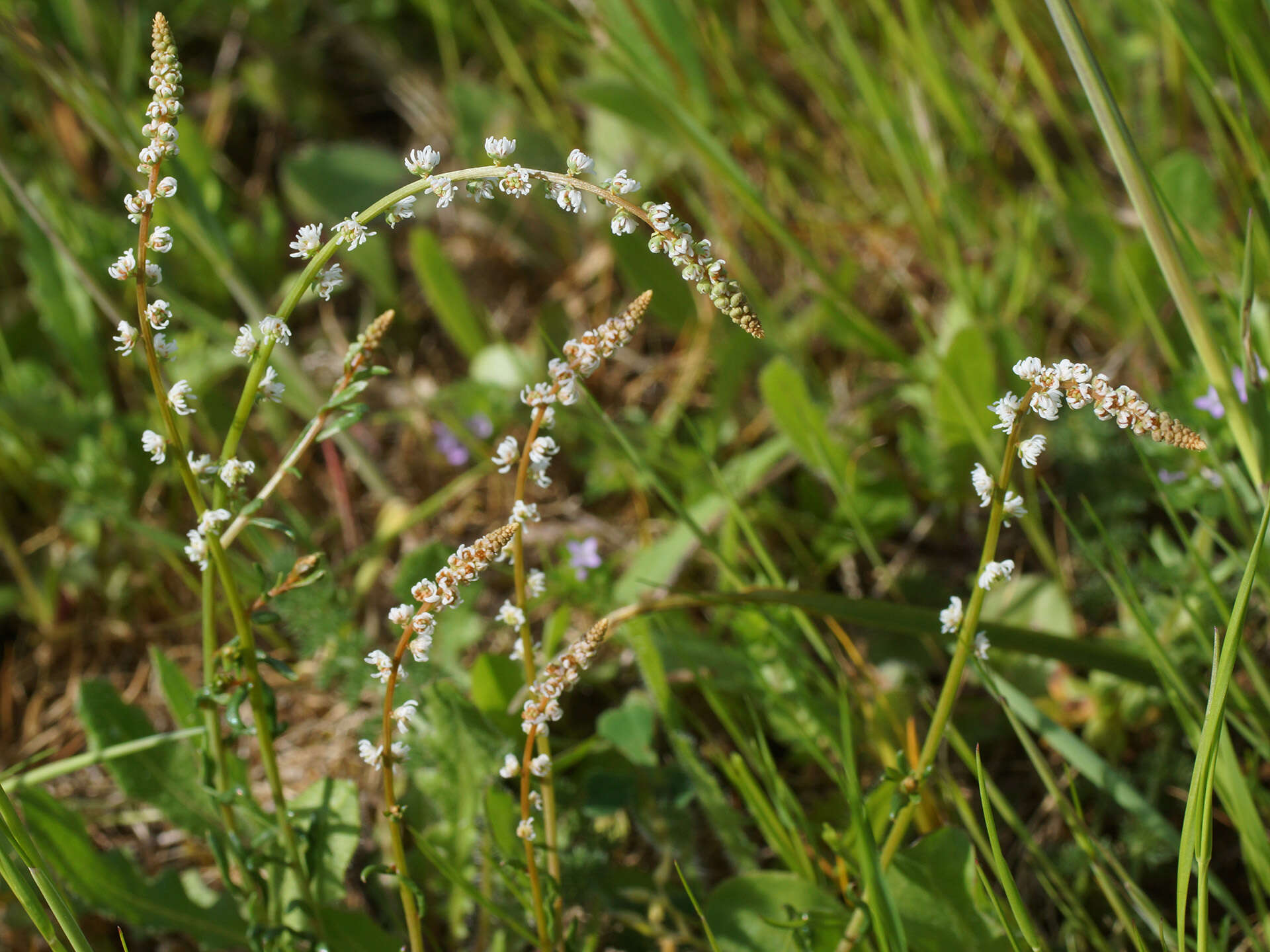 Image of Sesamoides purpurascens (L.) G. López González