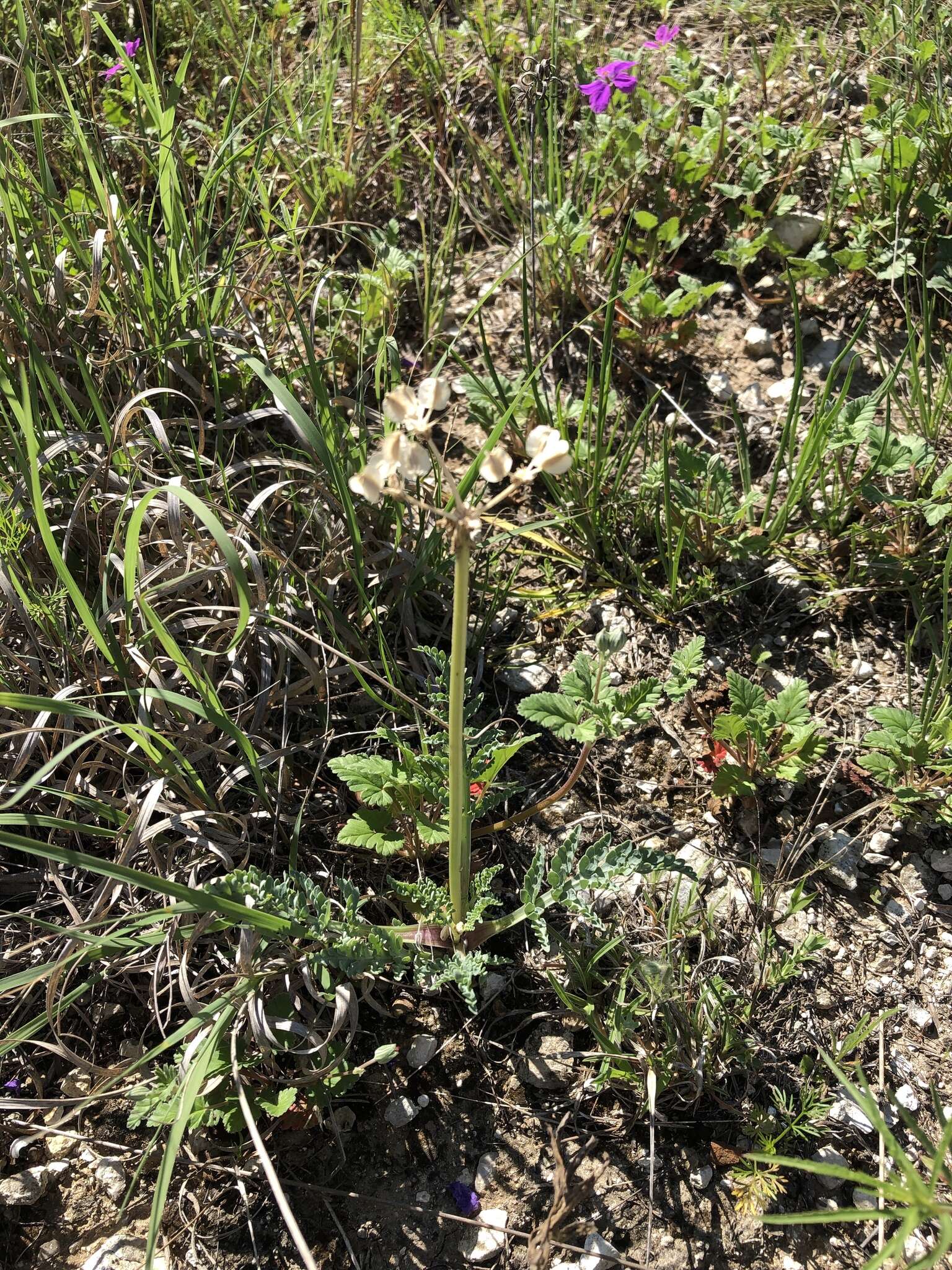 Image of bigroot springparsley