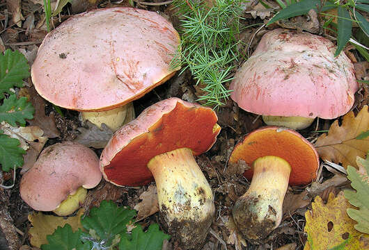 Image of wolf bolete