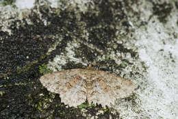 Image de Paradarisa chloauges Prout 1927