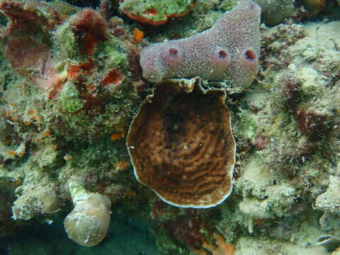 Image of fragile saucer coral