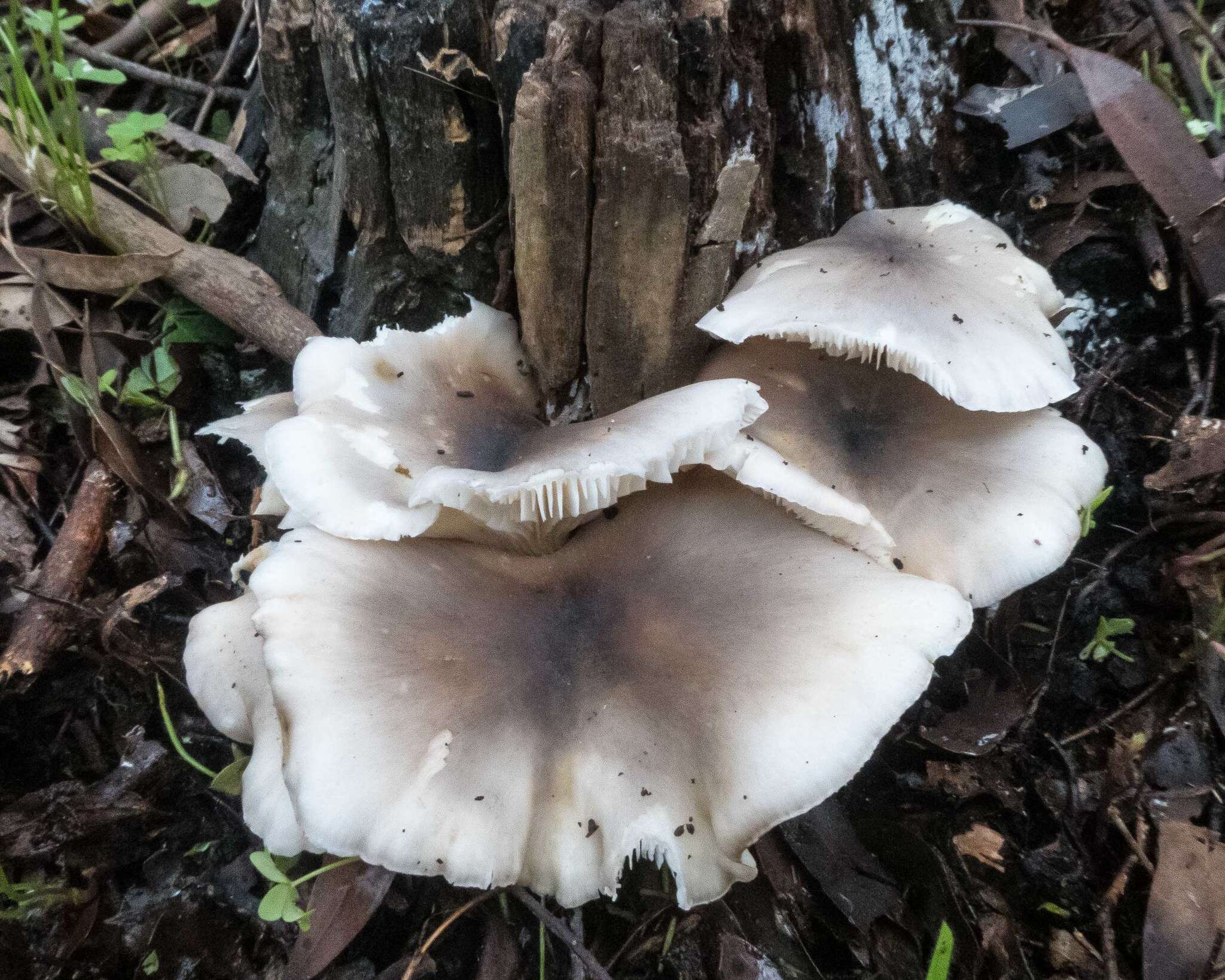 Image of Omphalotus nidiformis (Berk.) O. K. Mill. 1994