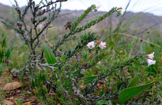 صورة Lobostemon hottentoticus Levyns