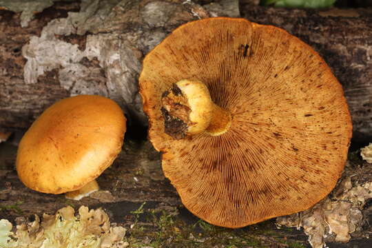 Слика од Pleuroflammula multifolia (Peck) E. Horak 1986