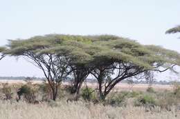 Image of umbrella thorn