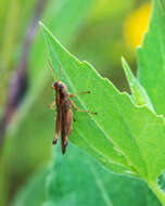 Orphulella pelidna (Burmeister & H. 1838) resmi