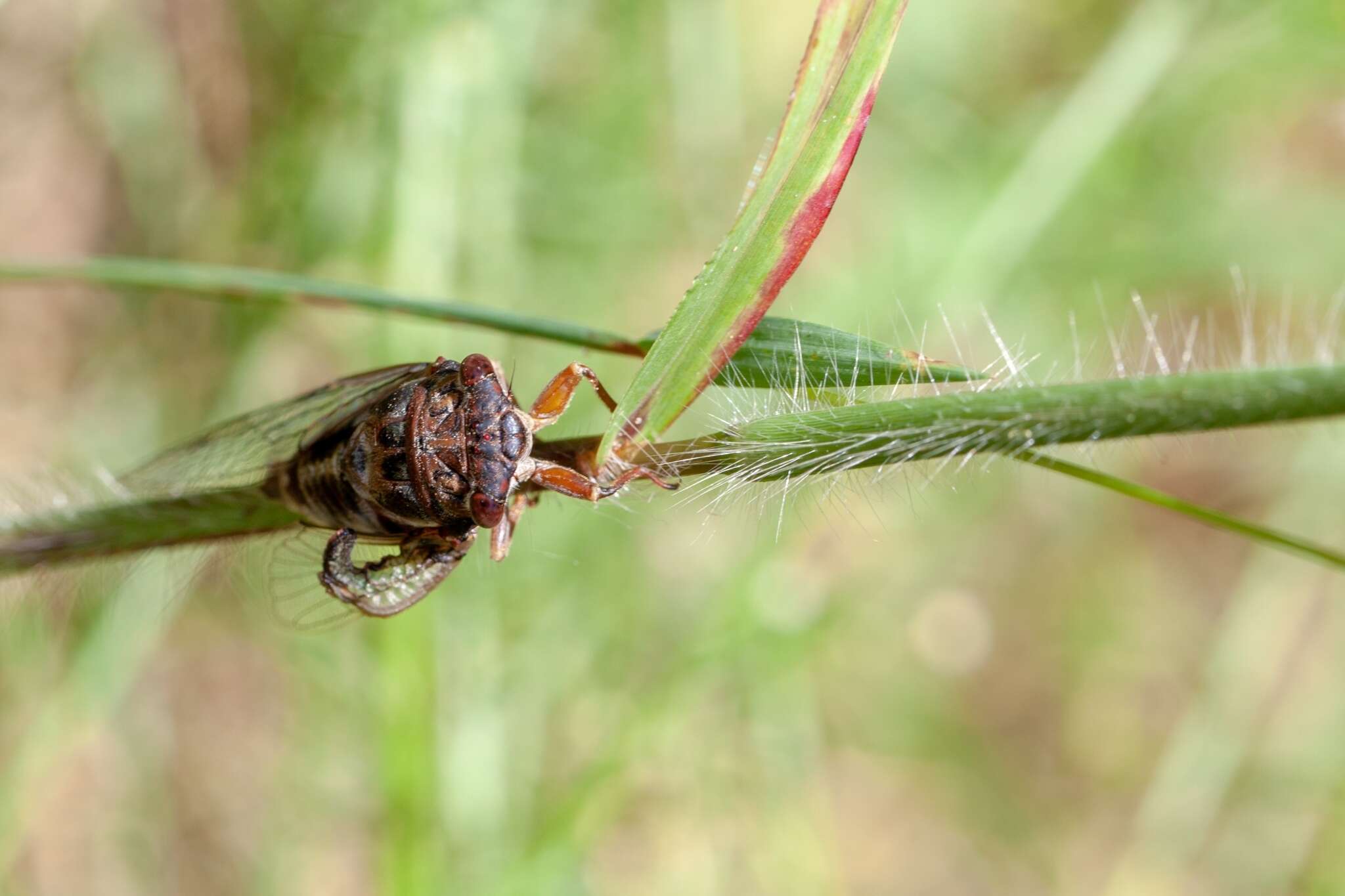 Image de Diceroprocta olympusa (Walker & F. 1850)