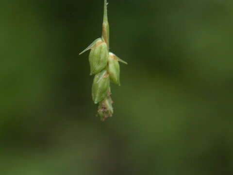 Sivun Carex laxiculmis var. laxiculmis kuva