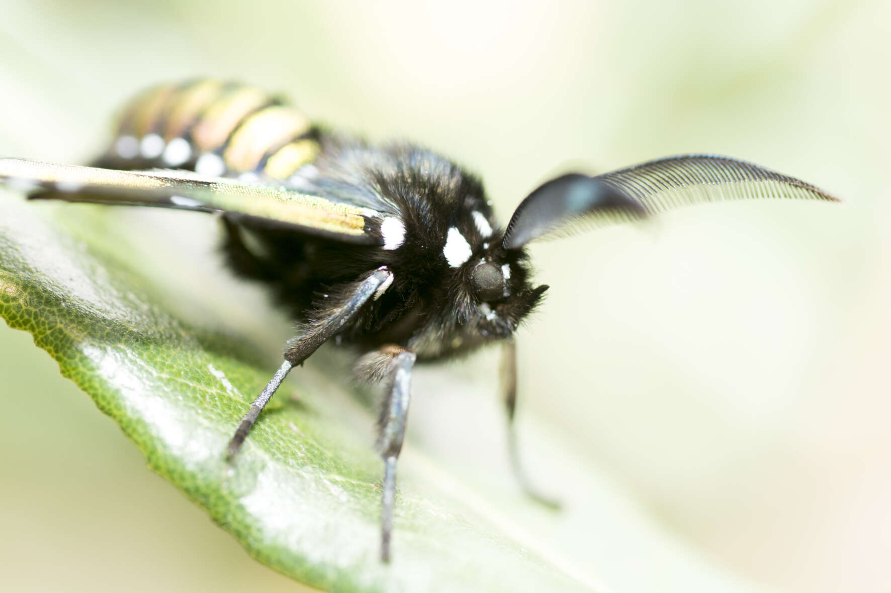 Image of Princely tiger moth