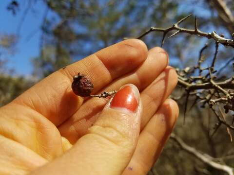 Image of yellowleaf hawthorn