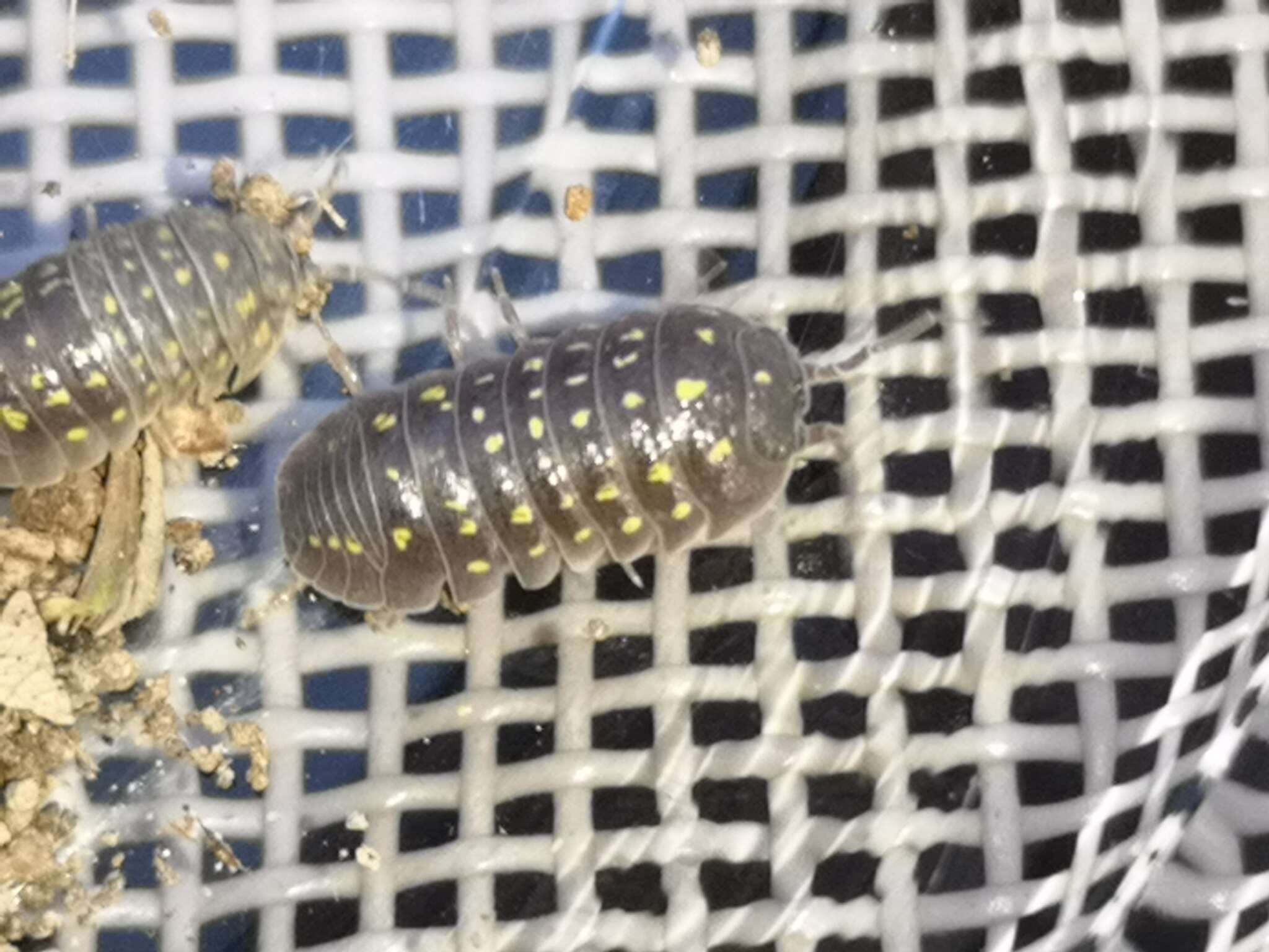 Image of Armadillidium quinquepustulatum Budde-Lund 1885