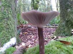 Image of Pseudoclitocybe