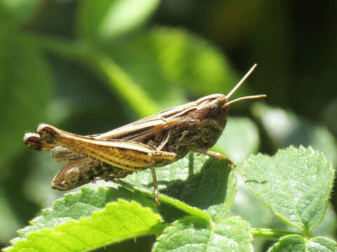 Image de Omocestus (Omocestus) panteli (Bolívar & I. 1887)