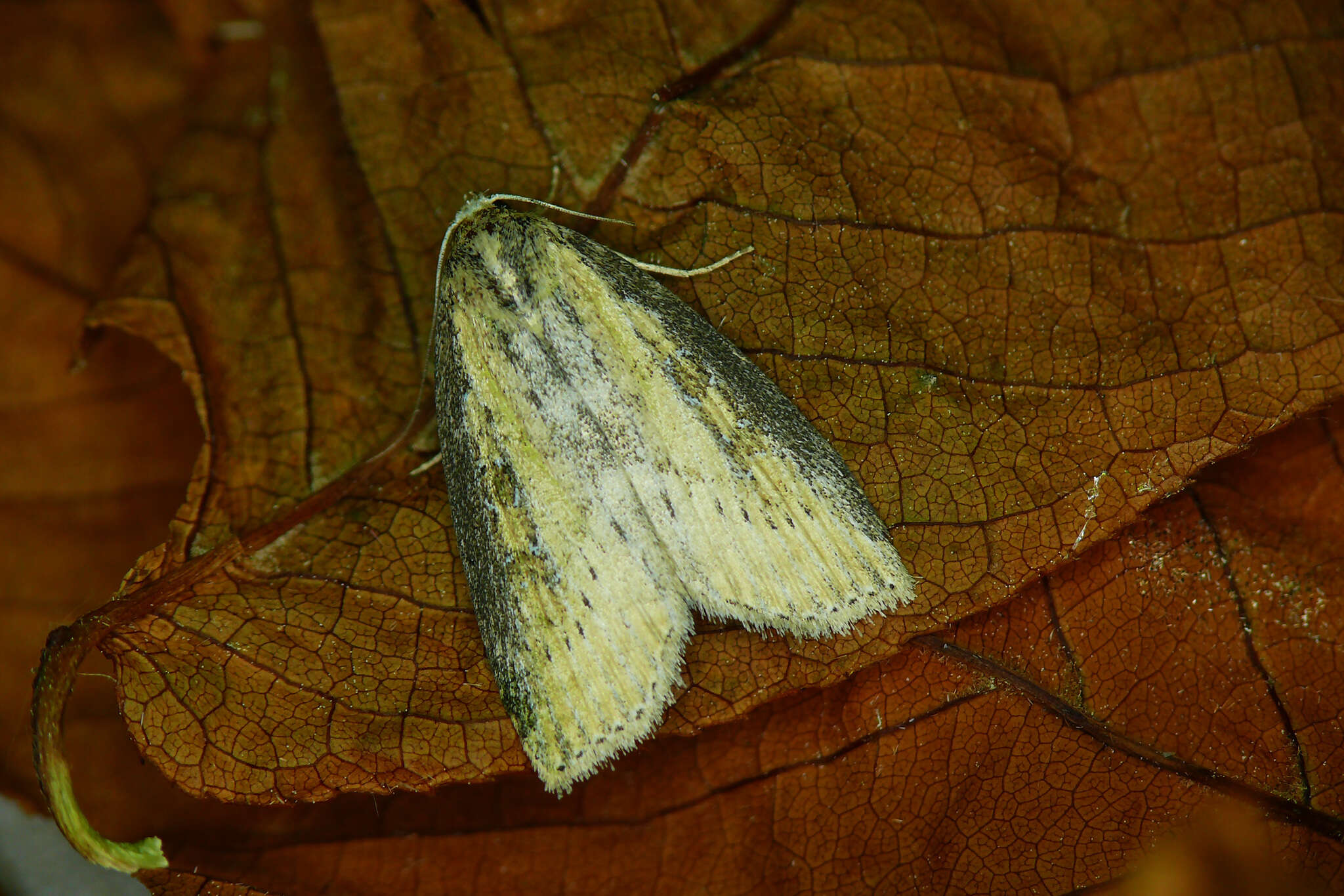 Image of Chilodes maritima Tauscher 1806