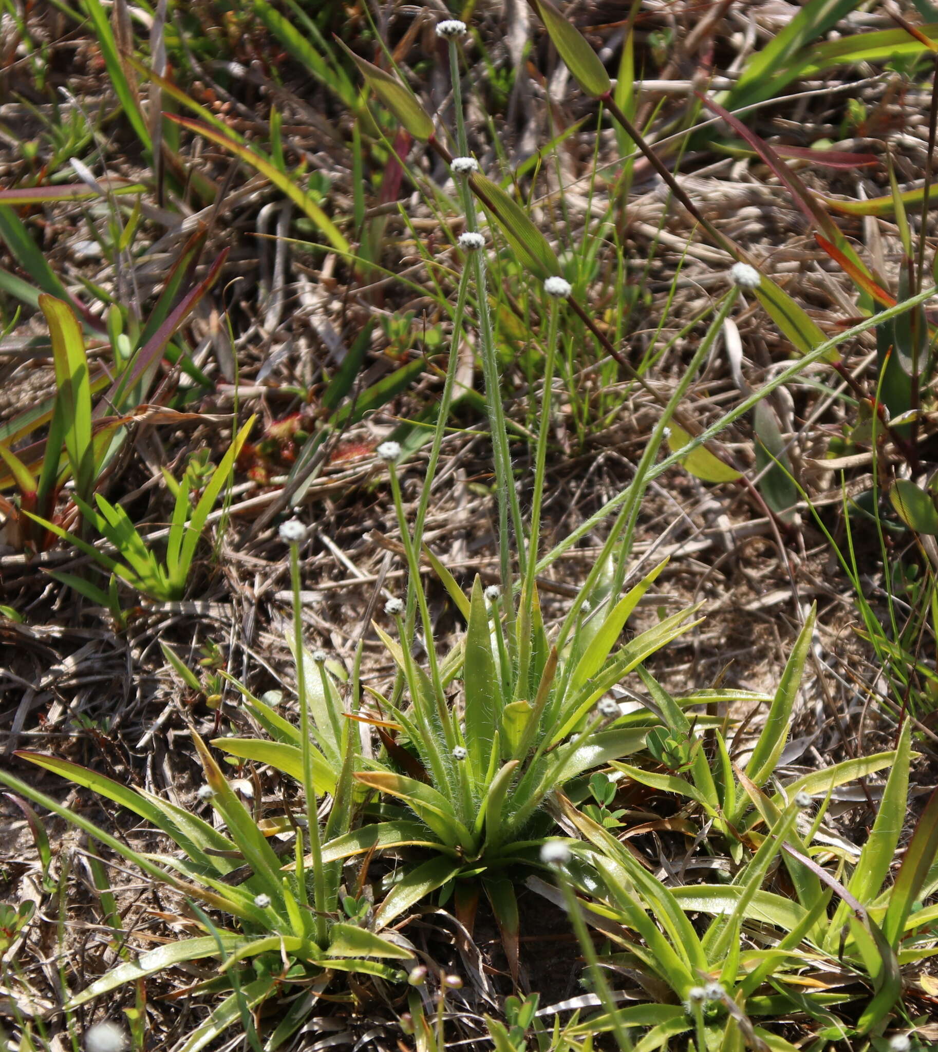 Image de Lachnocaulon anceps (Walter) Morong