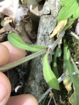 Image of Silene virginica var. virginica