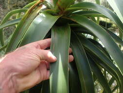 Image de Dracophyllum fiordense W. R. B. Oliv.