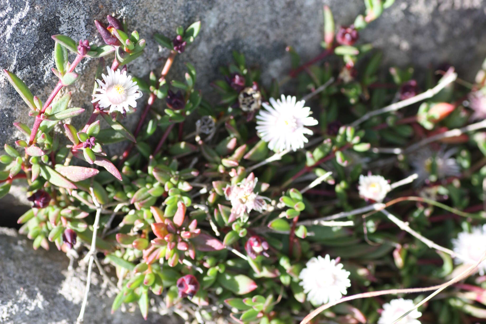 Image of Delosperma grantiae L. Bol.